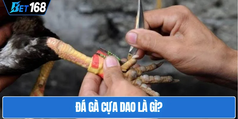 da-ga-cua-dao-la-gi